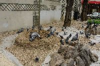 Montparnasse - fotka holub speciln pro Rudu a Jindru.